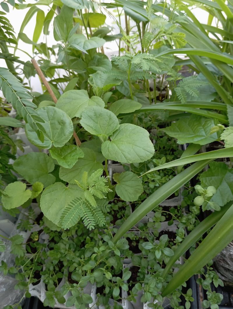 Althaea officinalis